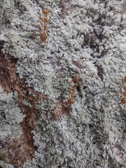 Oecophylla smaragdina