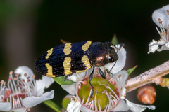 Castiarina rectifasciata