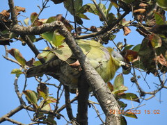 Treron phoenicopterus
