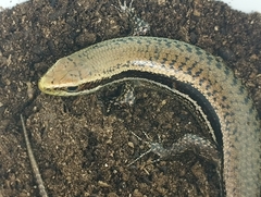 Varzea altamazonica