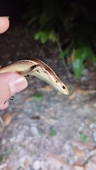 Varzea altamazonica