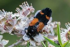 Castiarina pulchripes