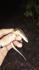 Varzea altamazonica