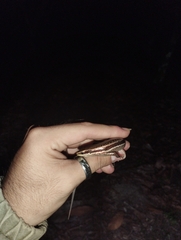 Varzea altamazonica