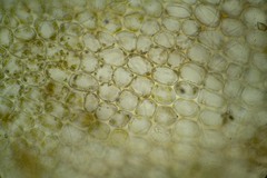 Lophoziopsis excisa