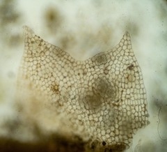 Lophoziopsis excisa