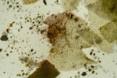 Lophoziopsis excisa