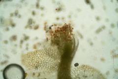 Lophoziopsis excisa