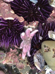 Leptasterias hexactis