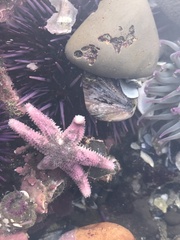 Leptasterias hexactis