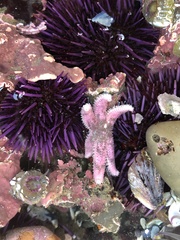 Leptasterias hexactis