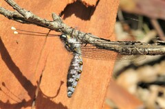 Pilacmonotus sabulosus