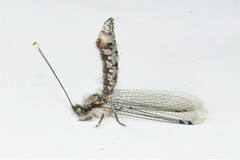 Pilacmonotus sabulosus