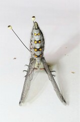 Pilacmonotus sabulosus