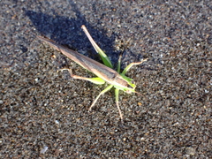 Conocephalus bilineatus