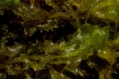 Lophoziopsis excisa