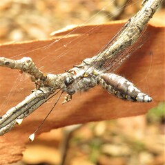 Pilacmonotus sabulosus