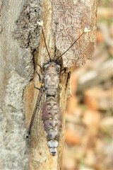 Pilacmonotus sabulosus