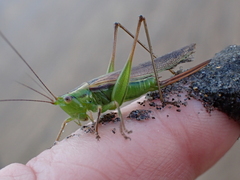 Conocephalus bilineatus