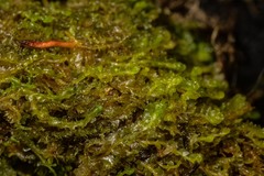 Lophoziopsis excisa