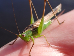 Conocephalus bilineatus