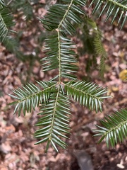 Torreya nucifera