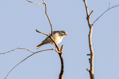 Melithreptus brevirostris
