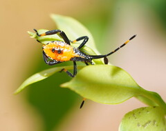 Amorbini