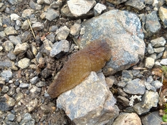 Pseudaneitea