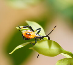 Amorbini