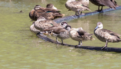 Malacorhynchus membranaceus