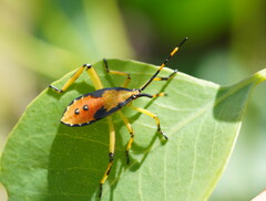 Amorbini