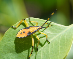 Amorbini
