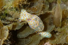 Lamprohaminoea cymbalum