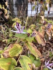 Tricyrtis
