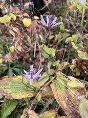 Tricyrtis