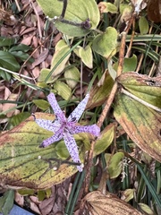 Tricyrtis