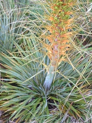Aciphylla colensoi