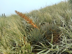 Aciphylla colensoi