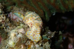 Lamprohaminoea cymbalum