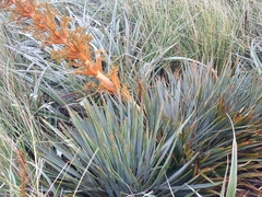 Aciphylla colensoi