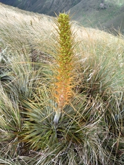 Aciphylla colensoi