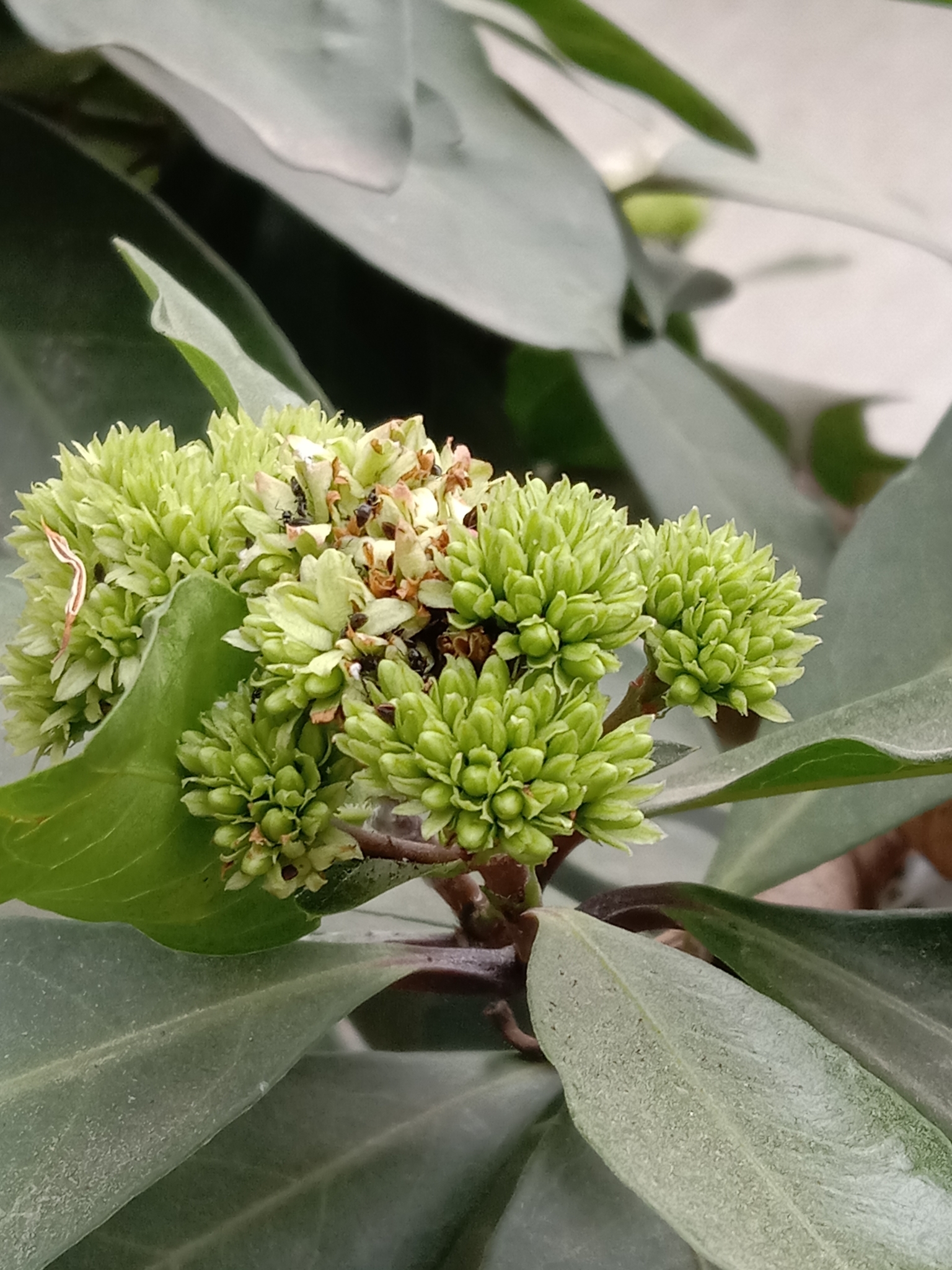 Ixora L.