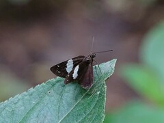 Notocrypta waigensis