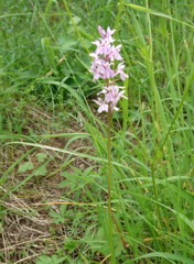 Dactylorhiza