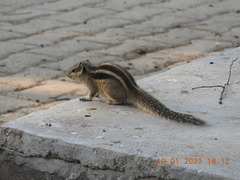 Funambulus pennantii