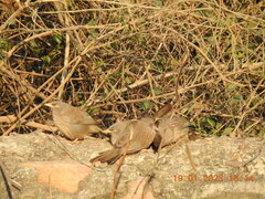 Argya striata