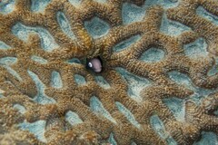 Gymnothorax thyrsoideus