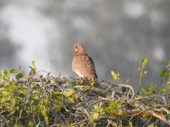 Streptopelia senegalensis