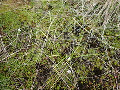 Carex flaviformis
